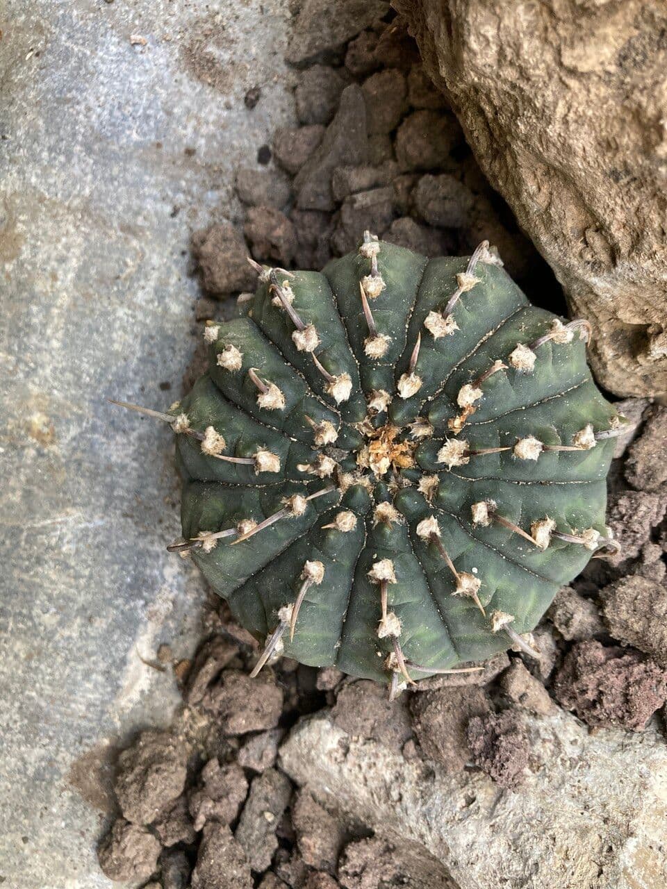Cactus mento 5
