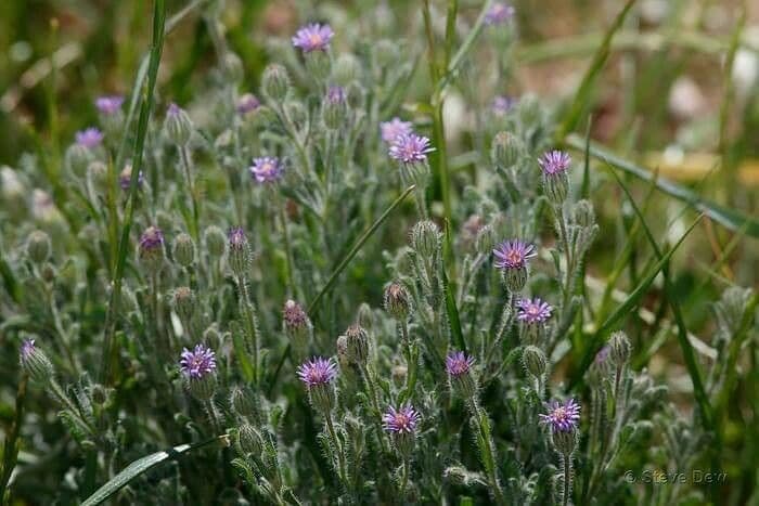Vittadinia cuneata