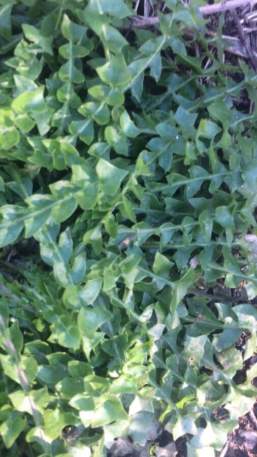 Hyoseris radiata 16