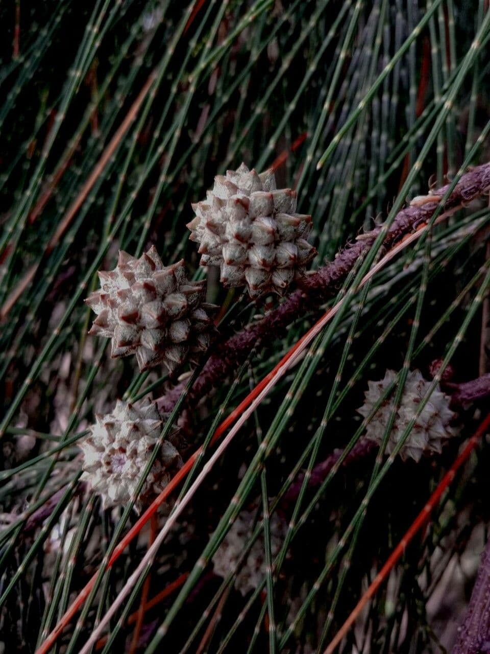 Casuarina equisetifolia