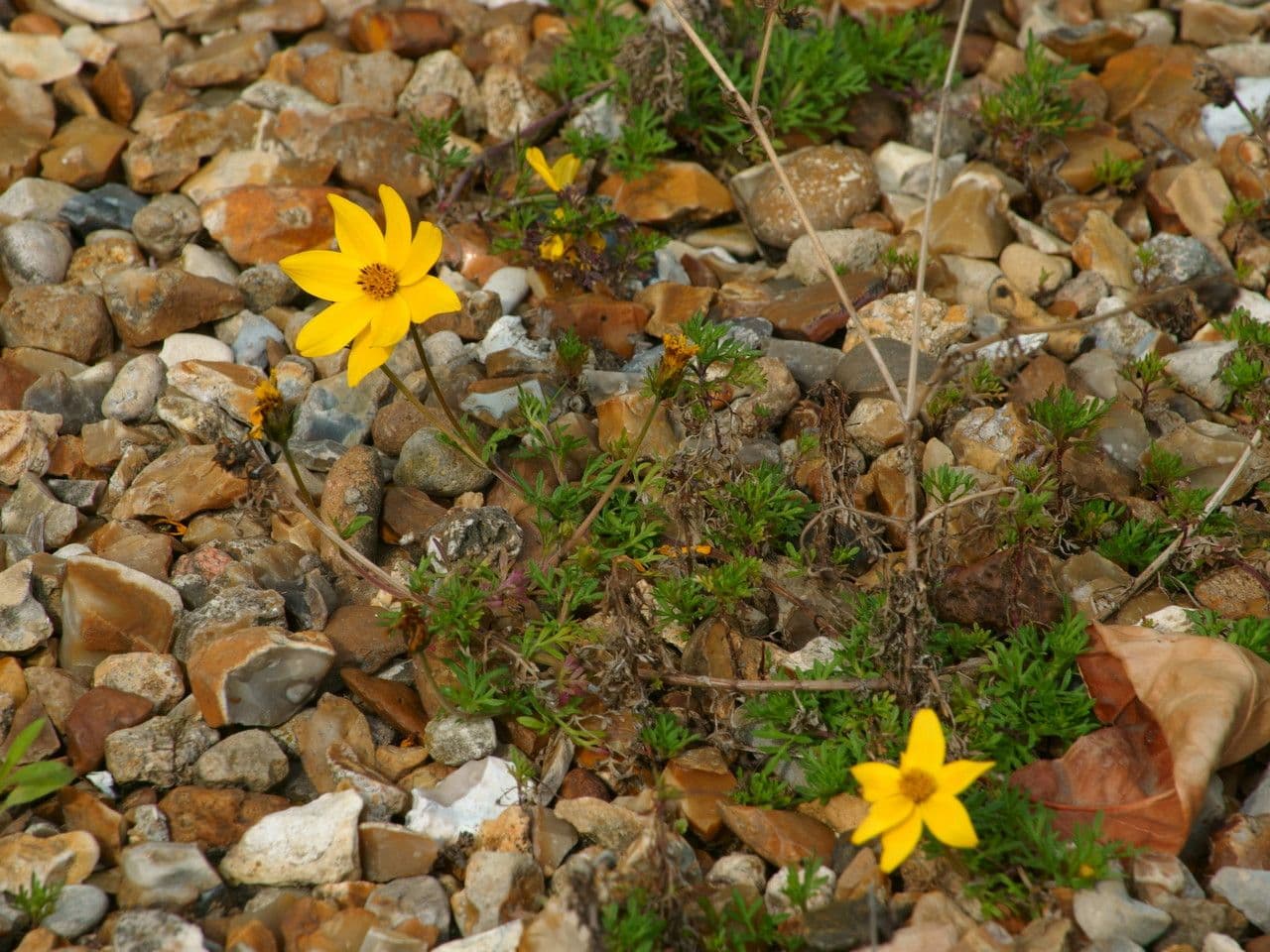 Bidens a tre nervature 7