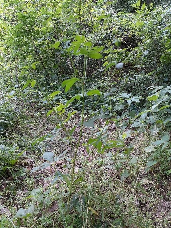 Sanicula canadensis 14