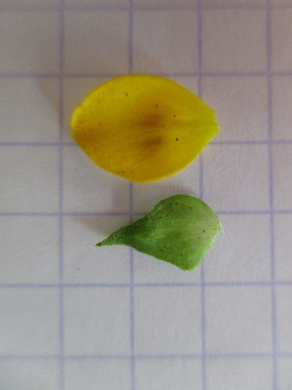 Quattrinella 22