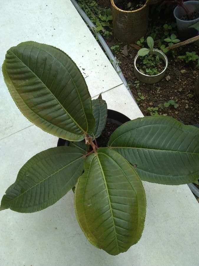 Miconia elata 9