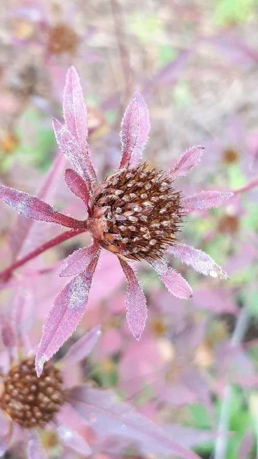 Bidens vulgata 5