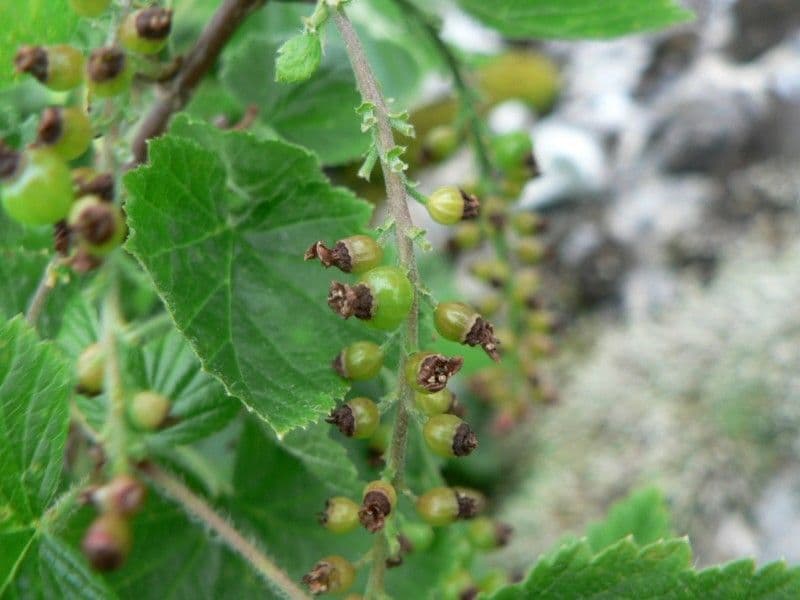 Ribes petraeum 2