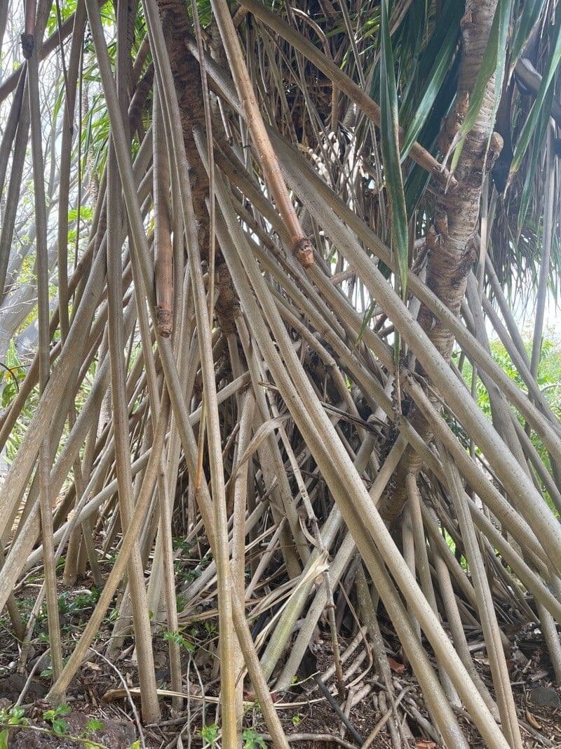 Pandanus tectorius 21