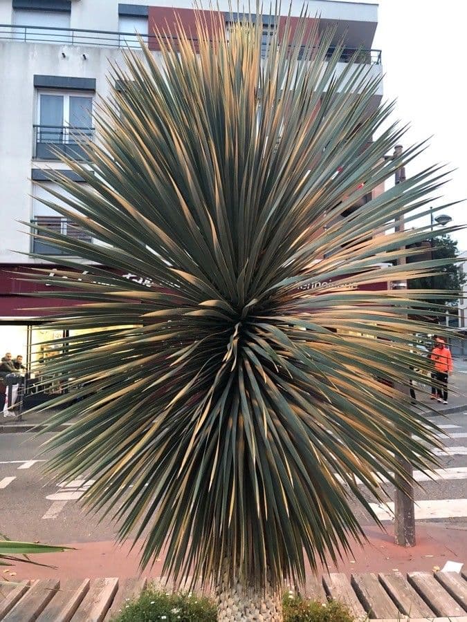Grünes Sotol 8