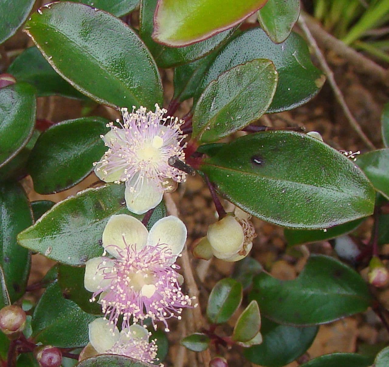 Archirhodomyrtus 3