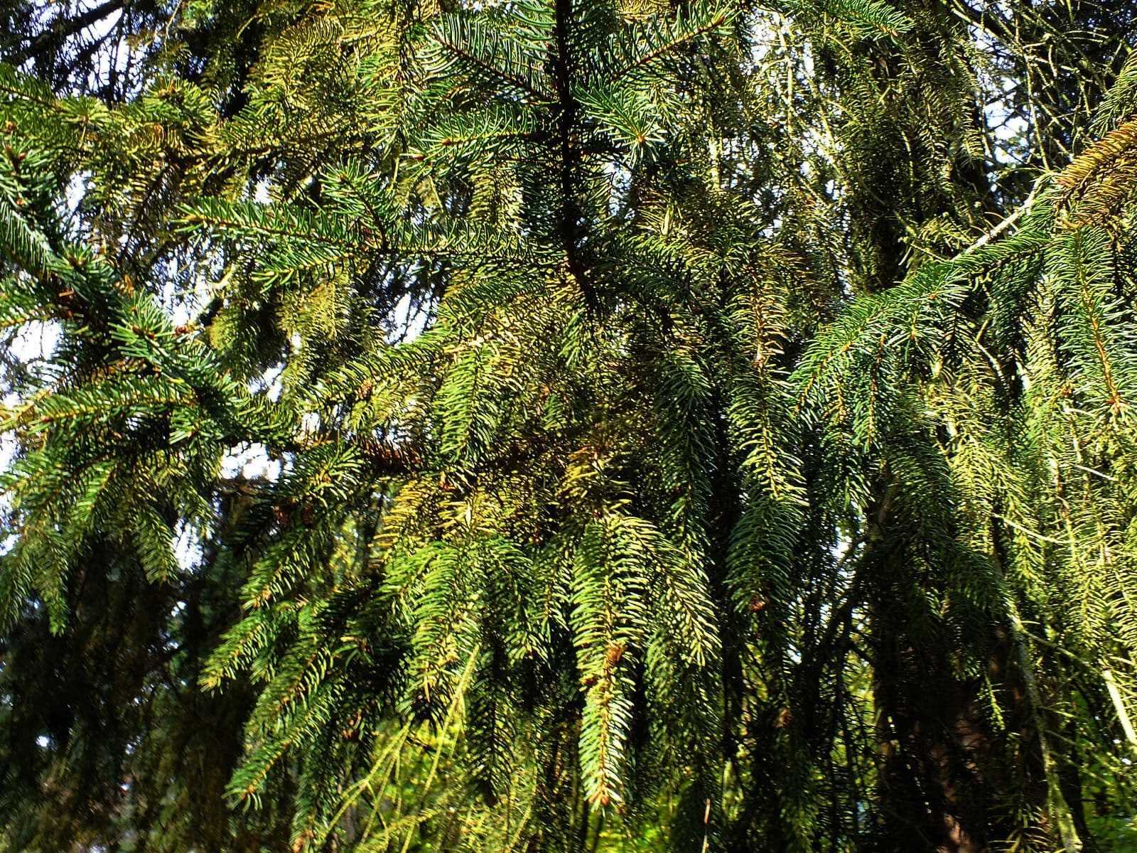 Abete brachytyla 14