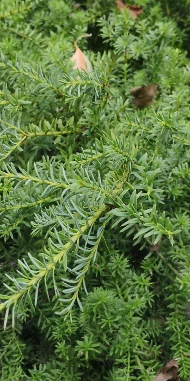 Podocarpus nivalis 9