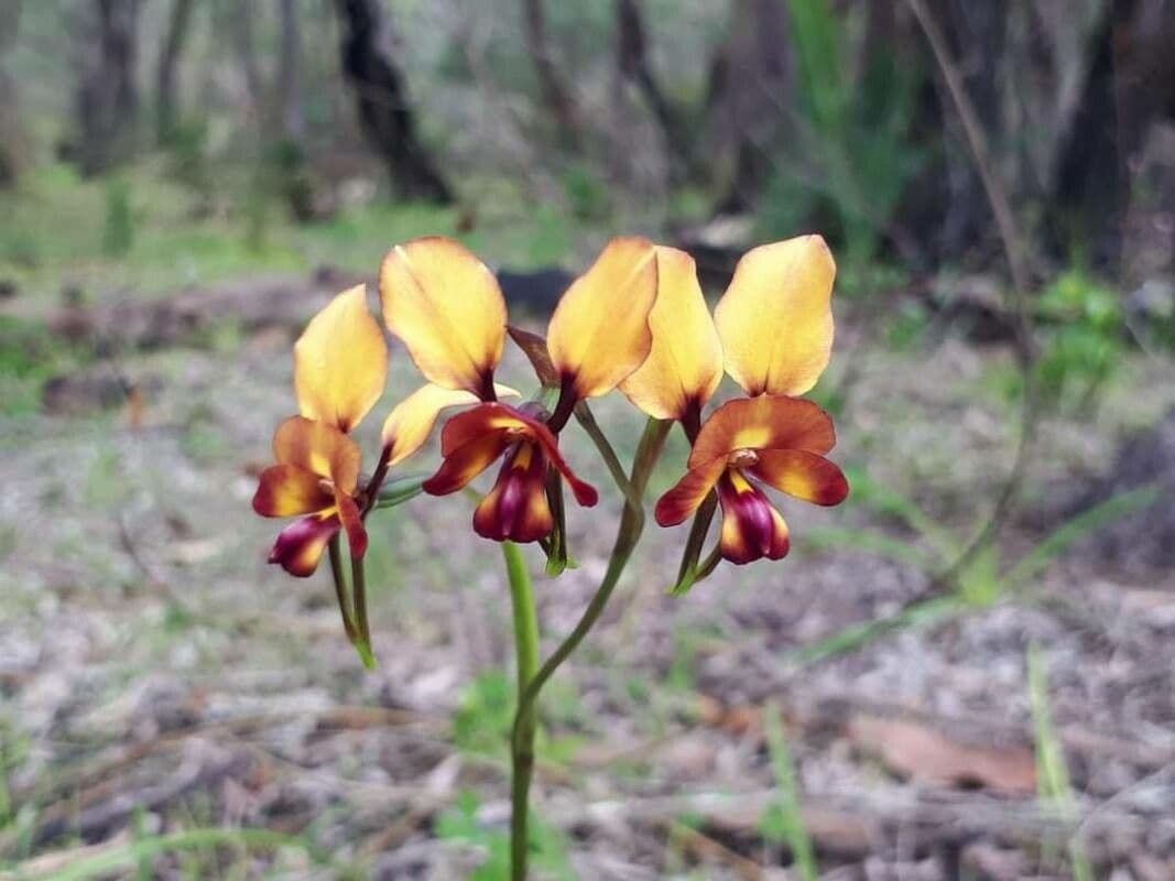 Diuris 2