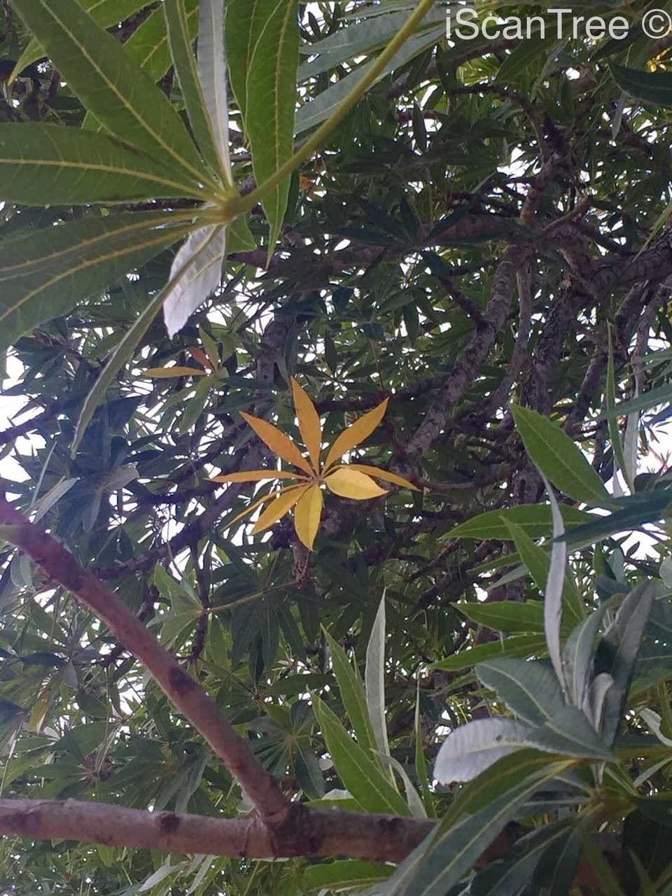 Sterculia 6