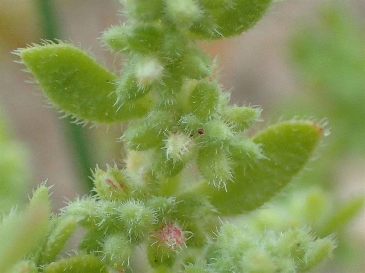 Herniaria hirsuta 4