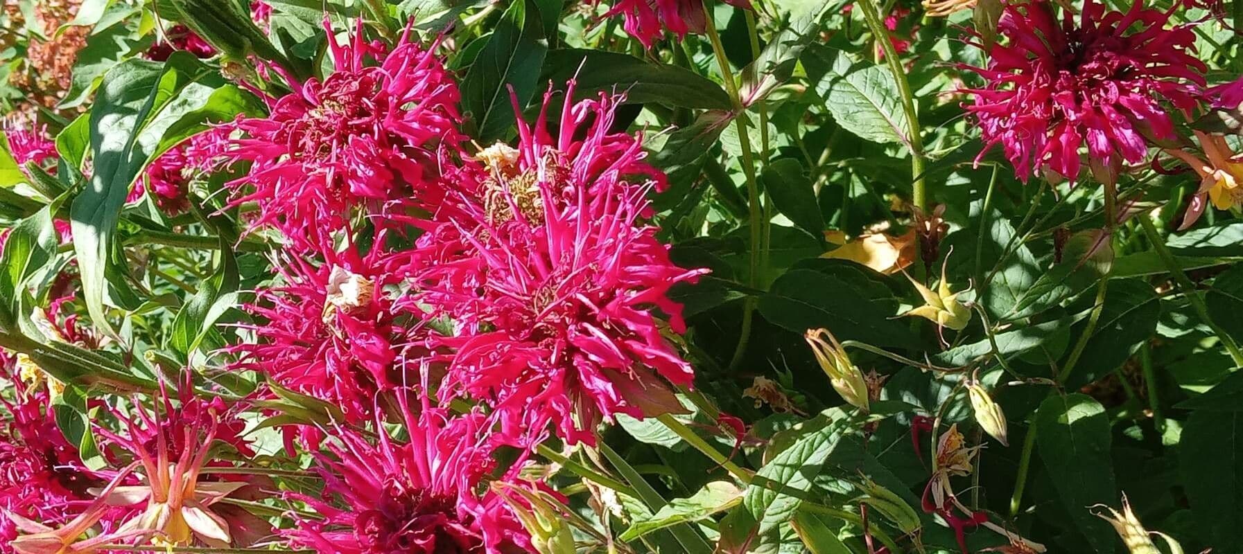 Monarda didyma 6