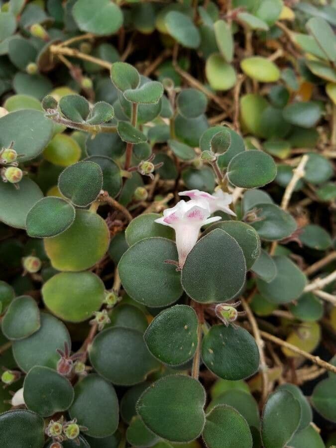 Codonanthe 2