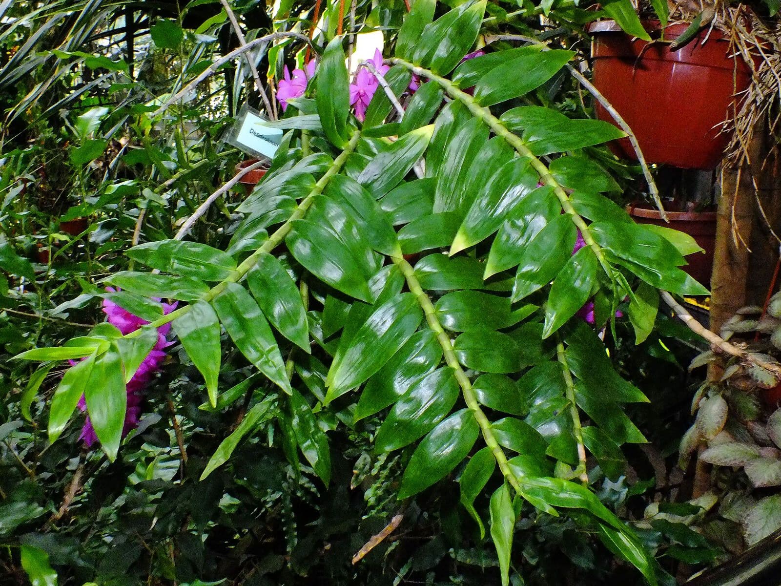 Dendrobium bigibbum 10