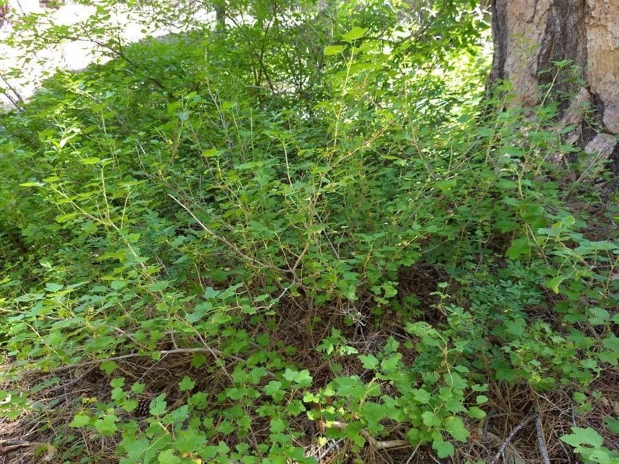 Ribes della California 3