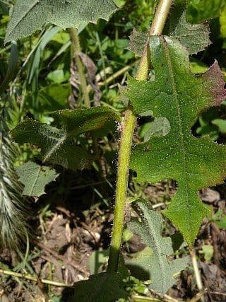 Lattuga pelosa 9