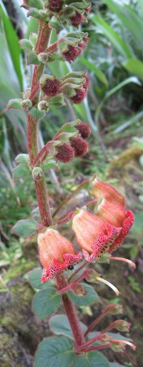 Kohleria