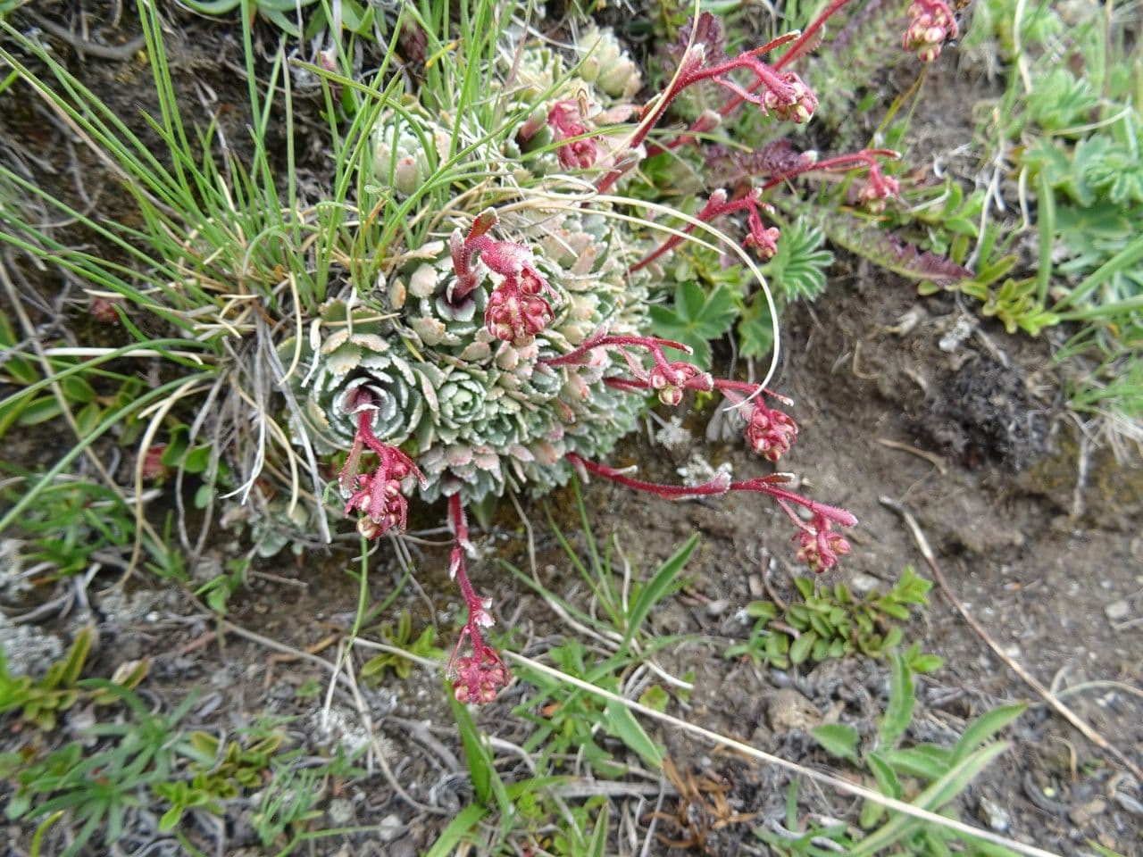 Saxifrage paniculée 21