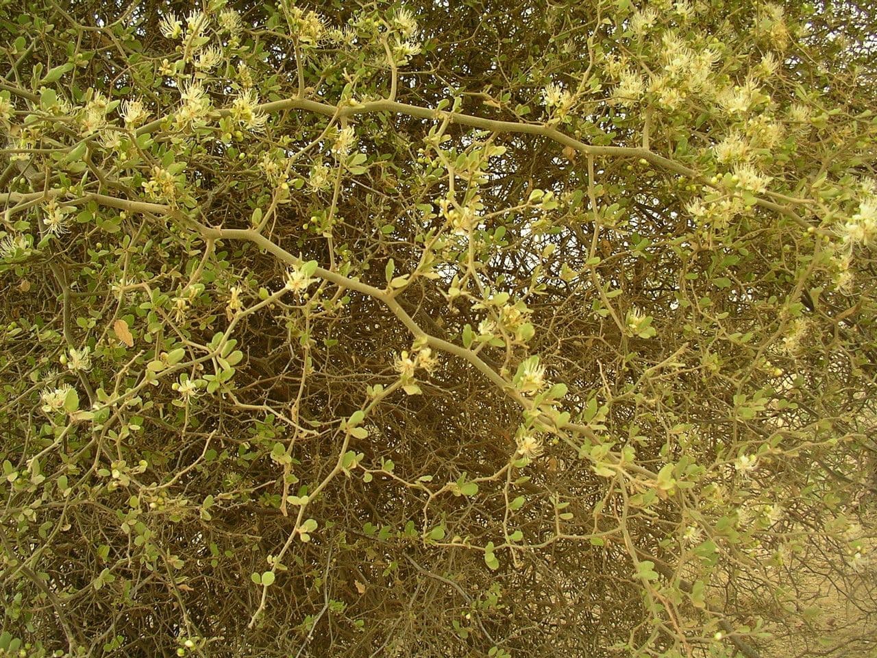 Capparis 6