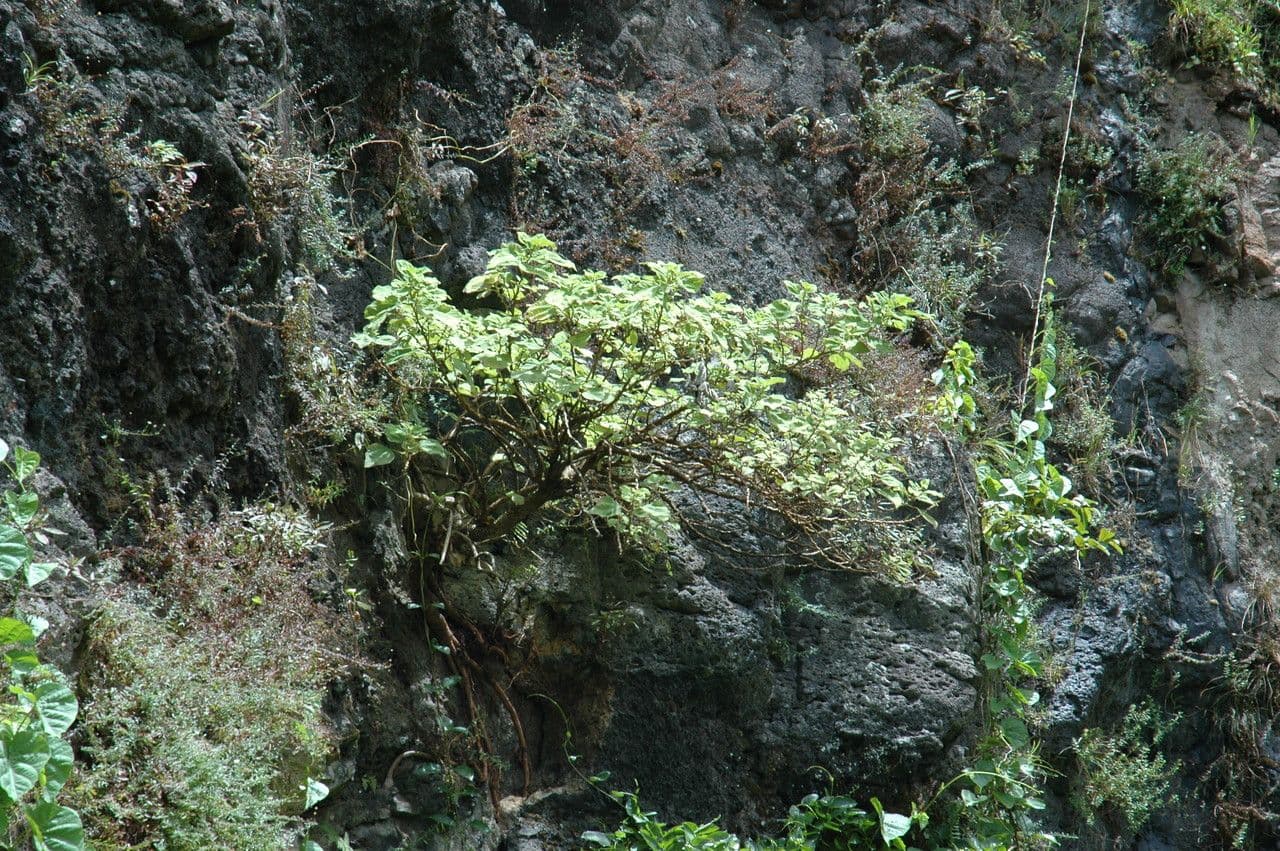 Pipturus bianco 2