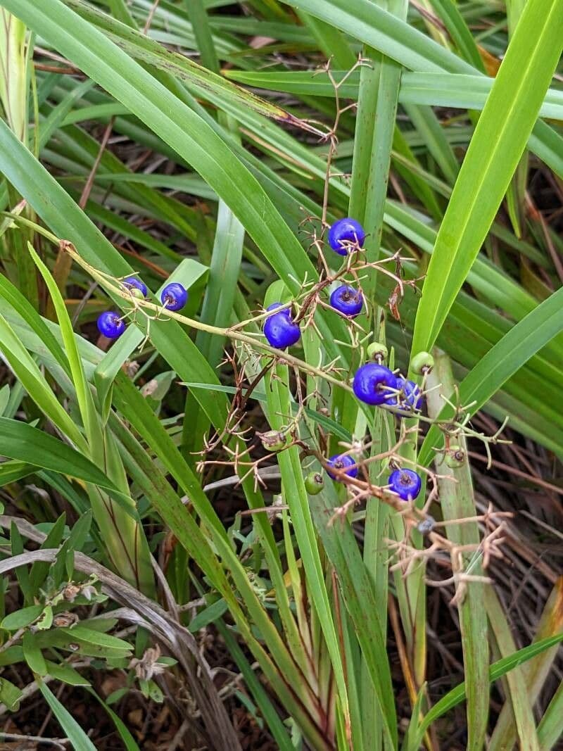 Dianella modrá 17