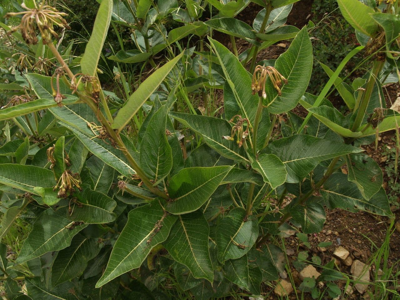 Asclepias lanuginosa 4