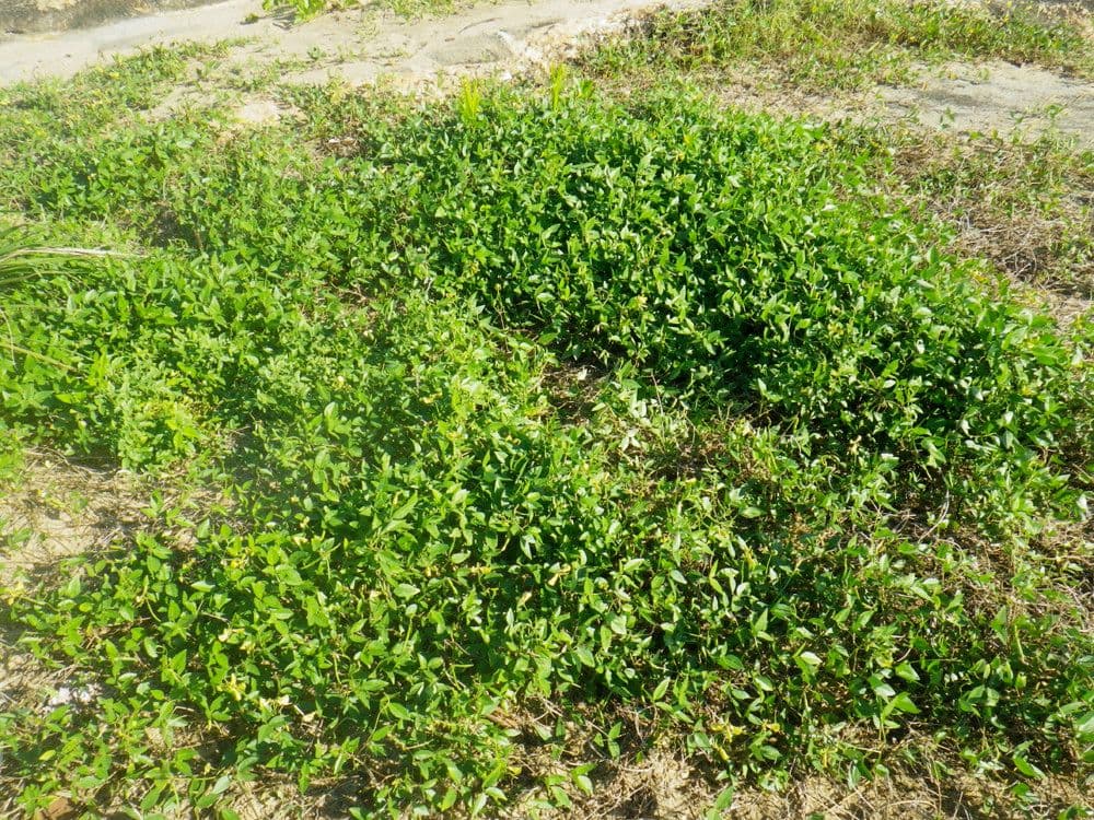 Vigna luteola 11