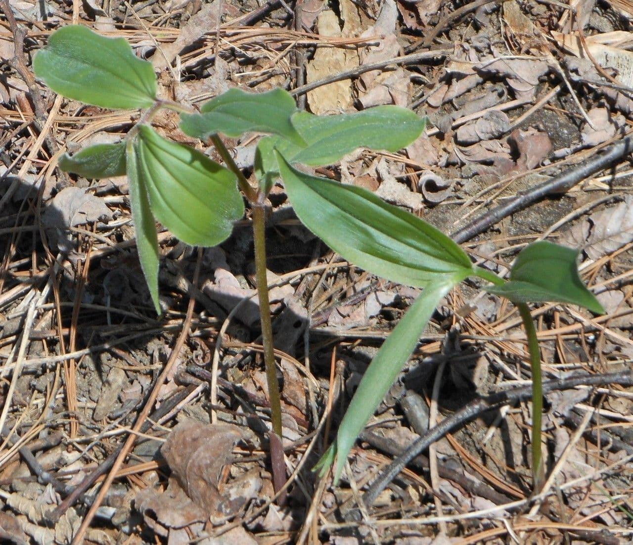 Uvularia sessilifolia 6