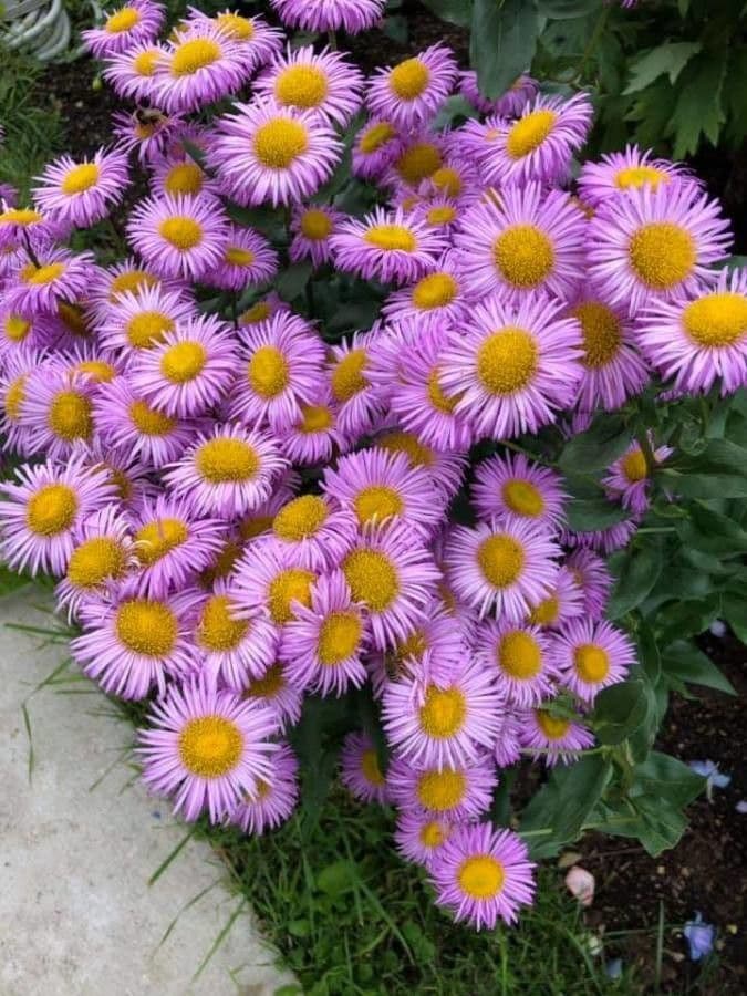 Fleabane glaucus 4