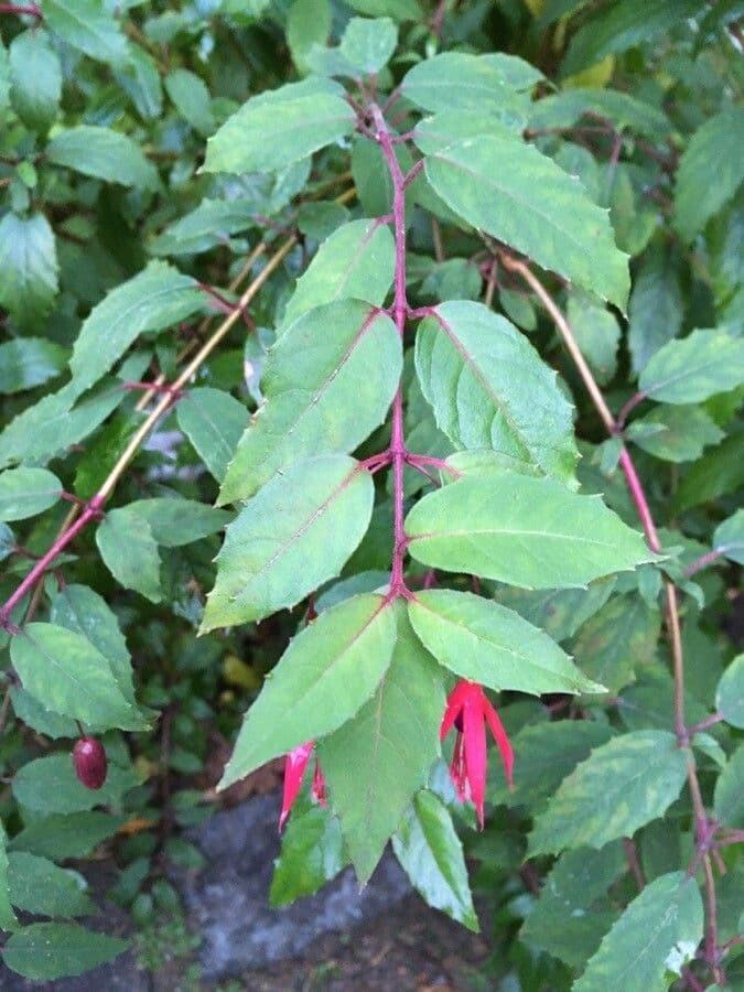 Fuchsien 18