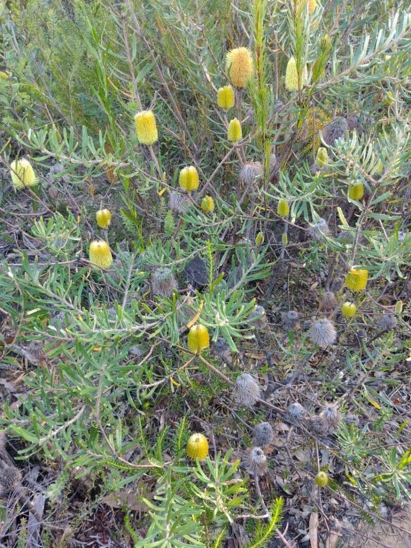 Banksia 9