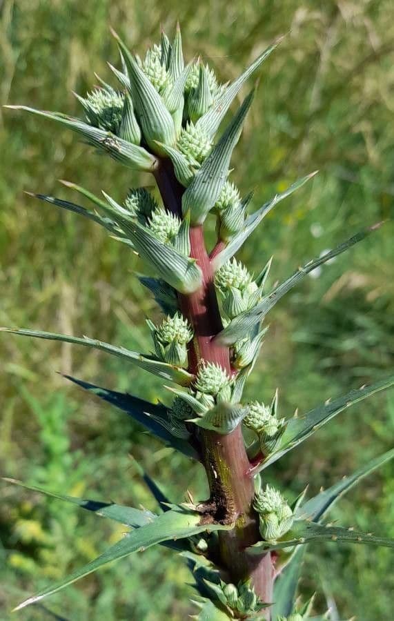 Panicaut paniculé 3