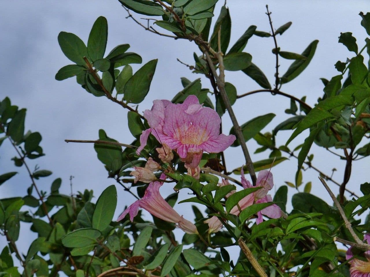 Podranea 28