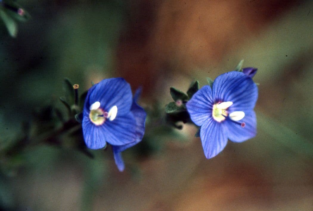 Rock speedwell 7