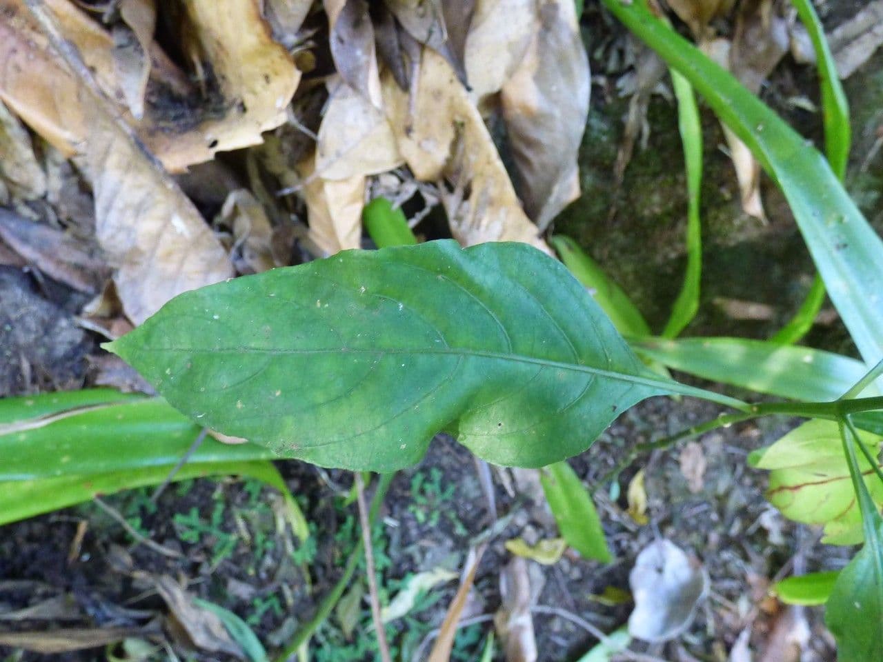 Ruellia brevifolia 11