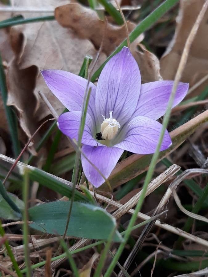Romulea 4