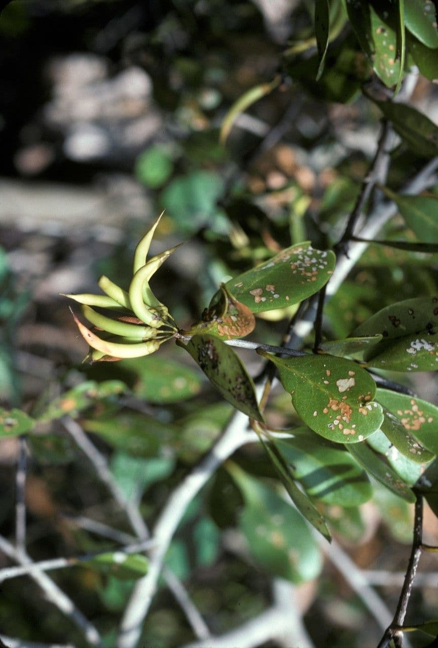 Aegiceras corniculatum