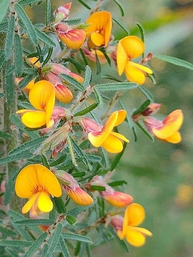 Pultenaea hispidula