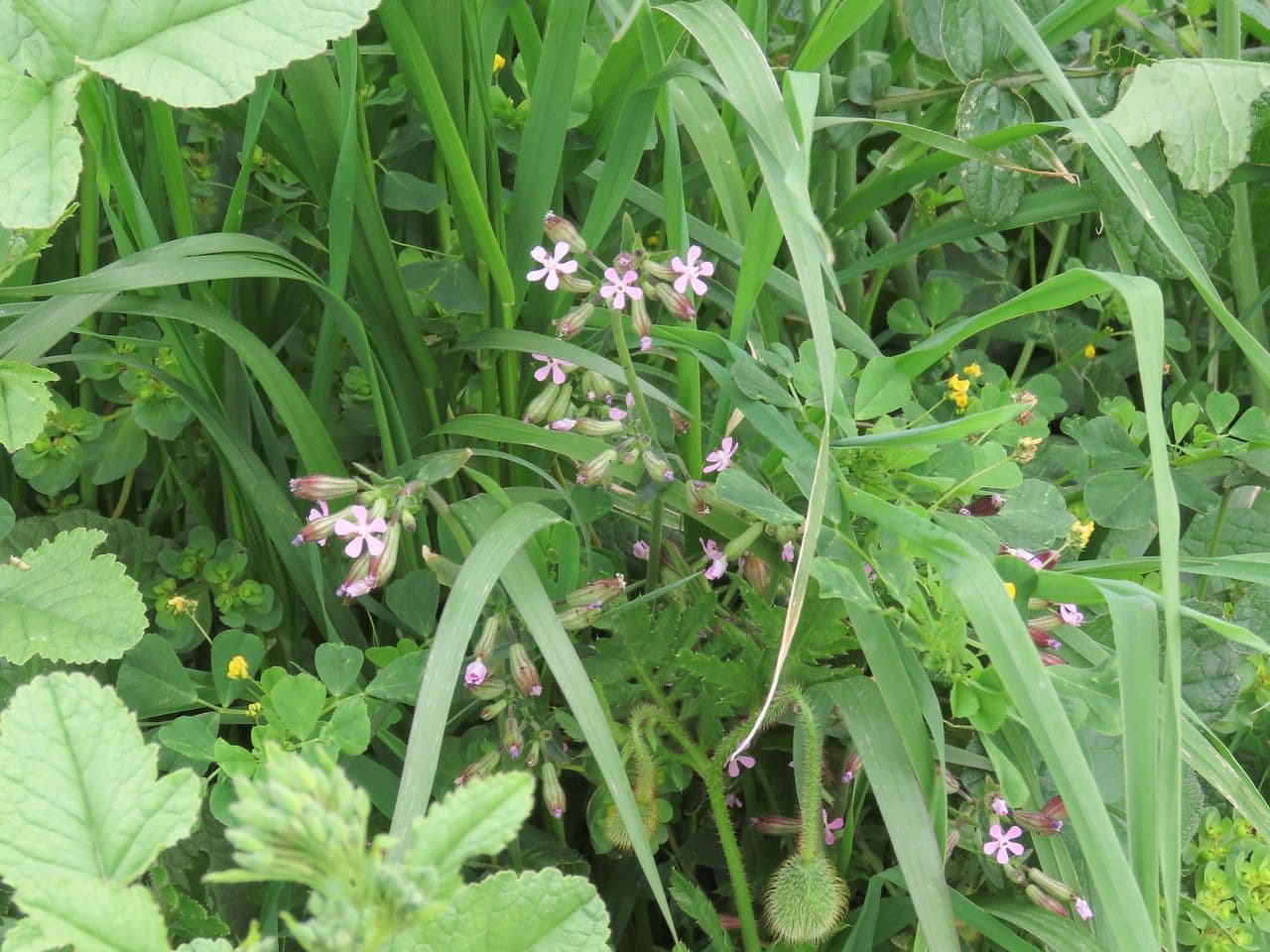 Catchfly parduzco 8
