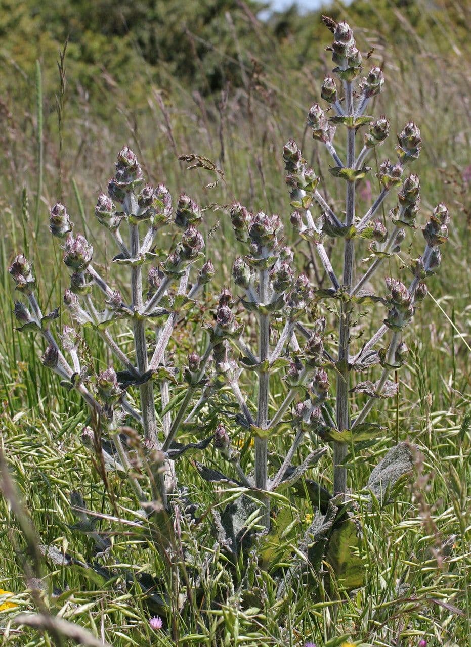Salvia etiope 12