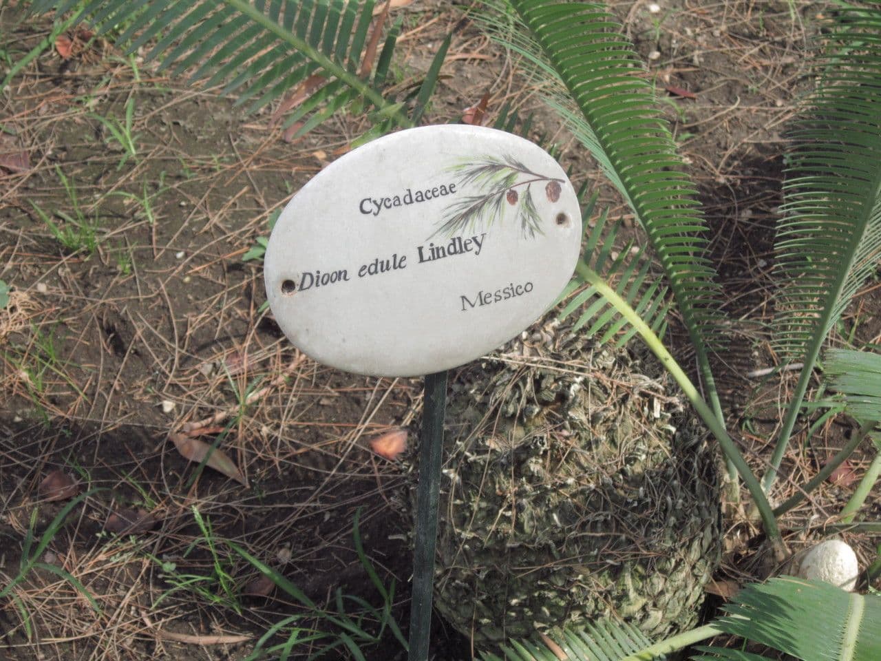 Dioon commestibile 22