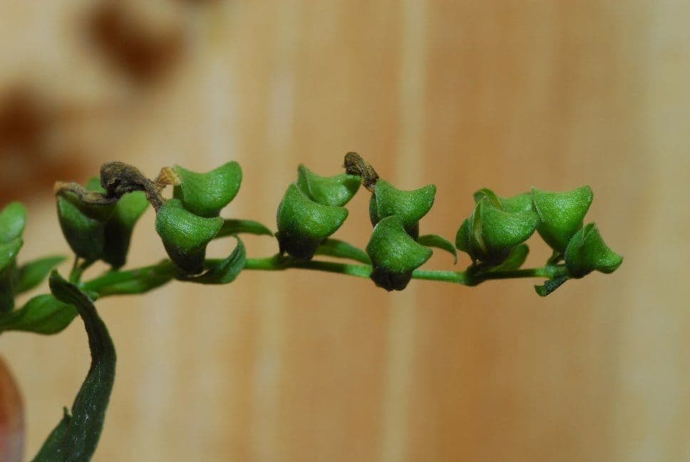 Scutellaria