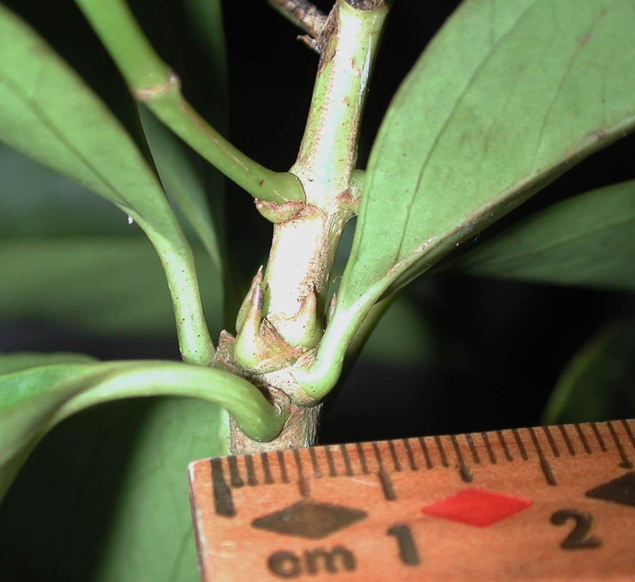 Dendropanax arboreus 18