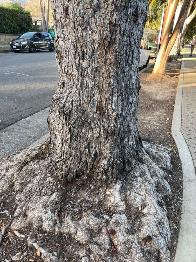 Syzygium 16