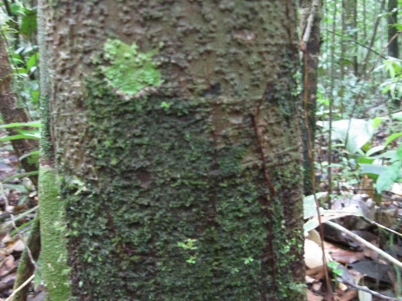 Eschweilera collinare 3