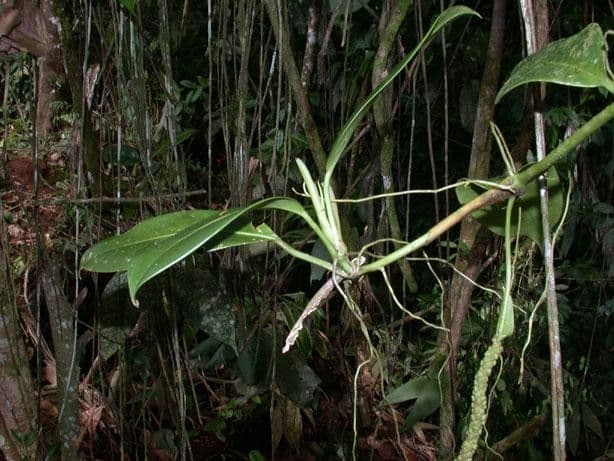 Anthurium 6