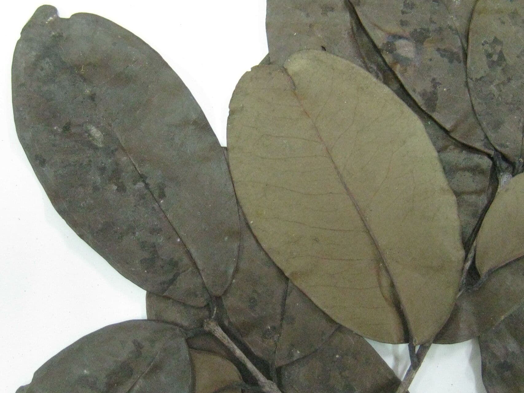 Eugenia